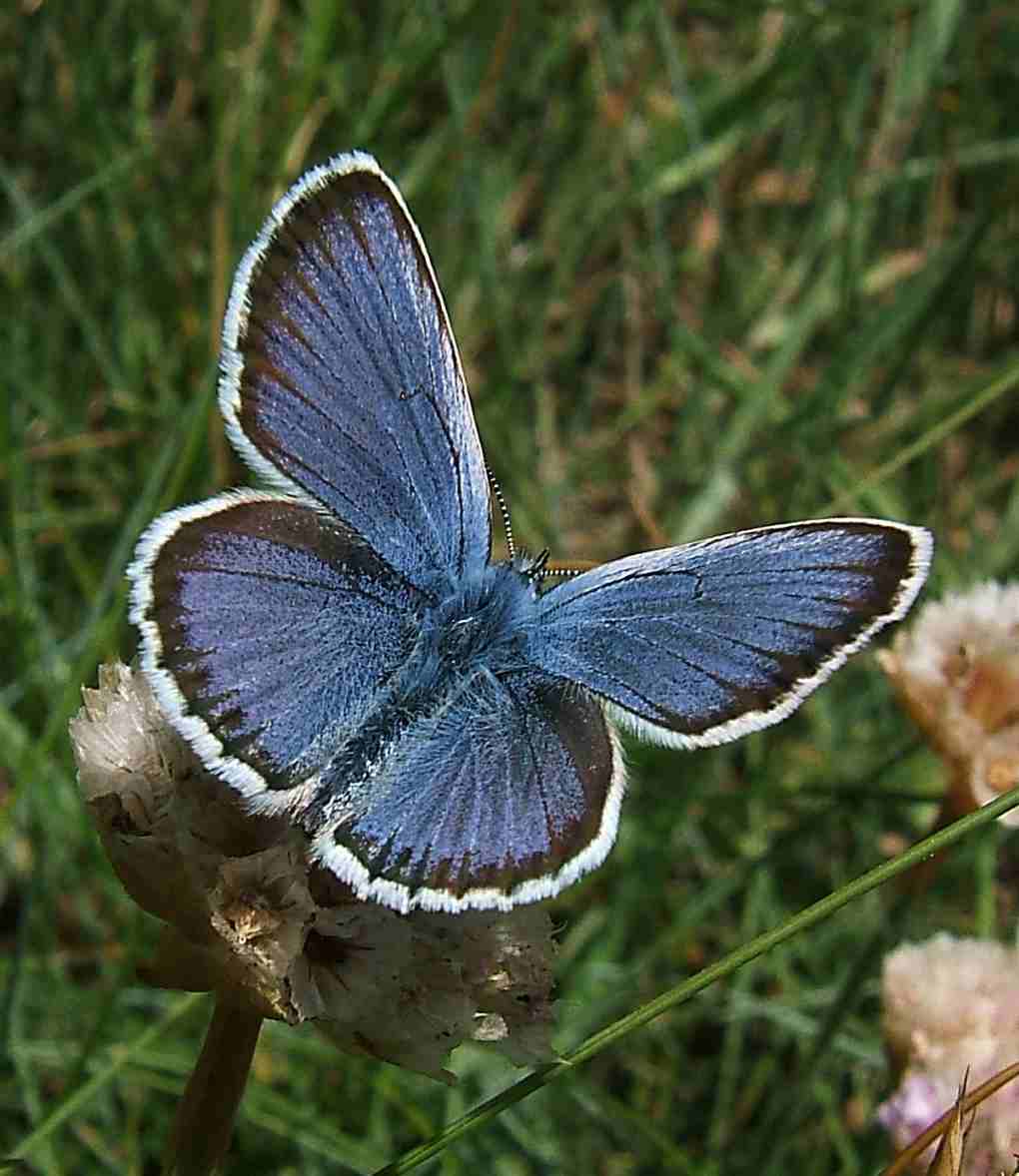 Plebejus argus Plebejus argus